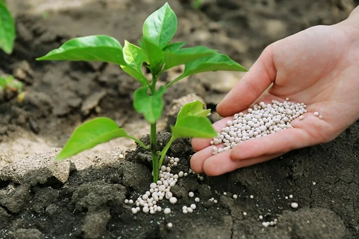 Morocco's Strategic Role in Global Fertilizer Supply Chains Highlighted by Washington Institute