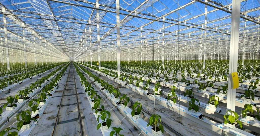 BioFirst Expands Its Reach in Morocco by Acquiring Full Control of Biobest Maroc