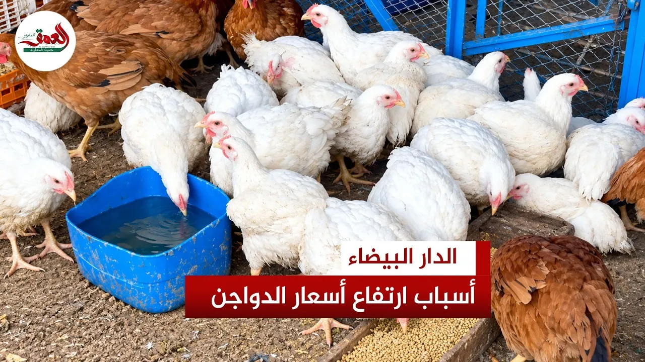 Casablanca Poultry Industry Faces Demand Crisis Amid Rising Prices