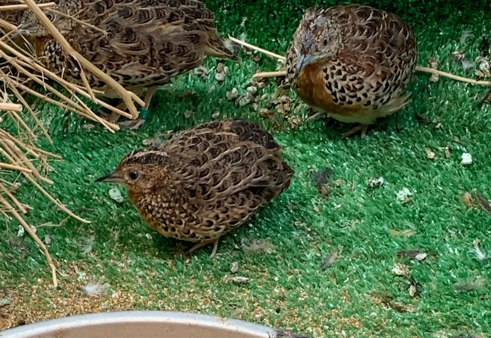 A New Dawn for the Andalusian Turnix: Collaborative Conservation Efforts Between Morocco and Spain