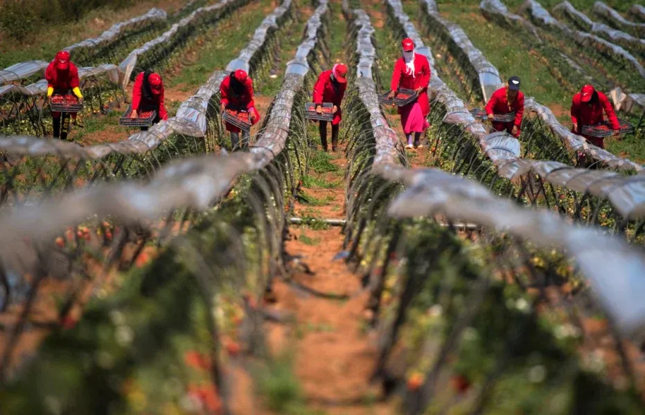 Celebrating a Decade of the African Agricultural Adaptation Initiative: A Roadmap for the Future