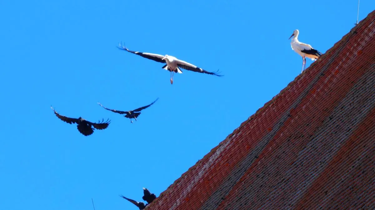 Tracking the Journey of Storks from Southern France to Morocco
