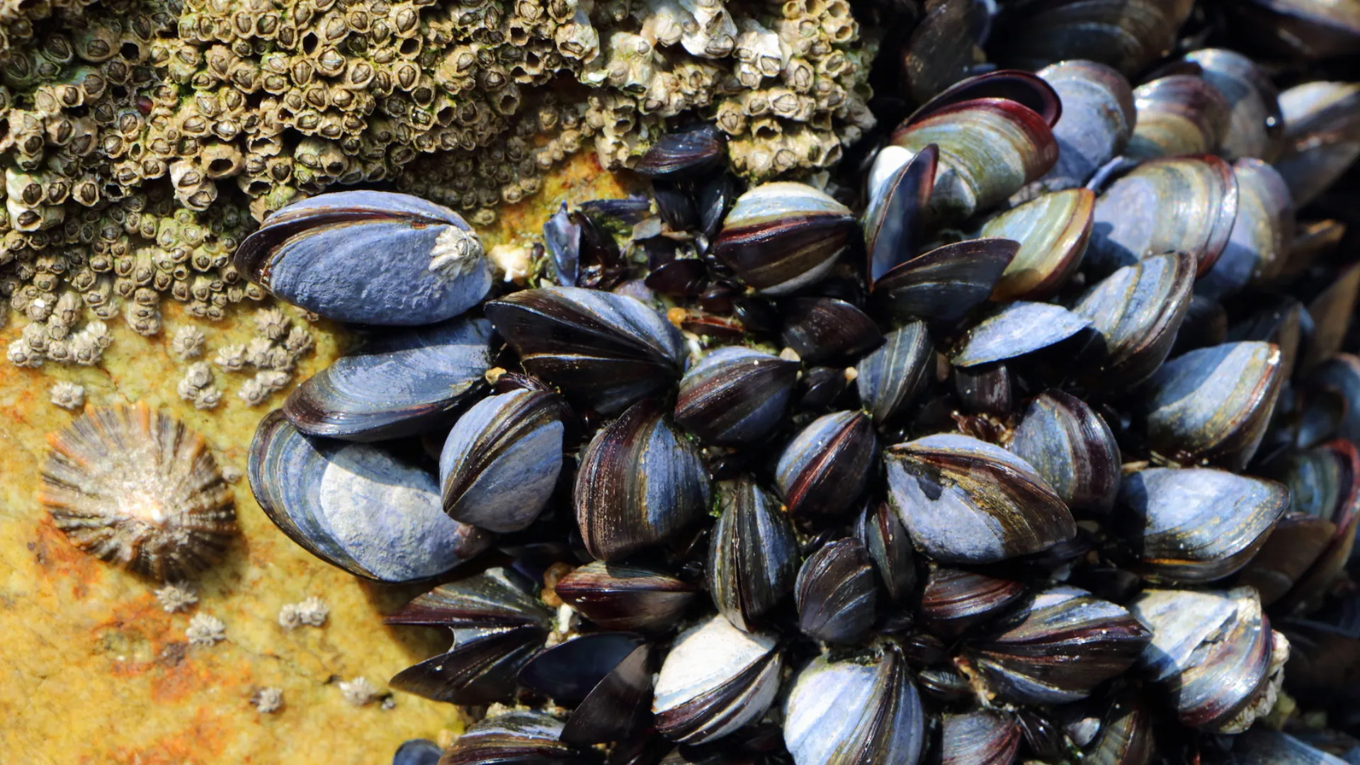 Agadir Implements Ban on Mussel Harvesting and Sales at Tamri-Cap Ghir