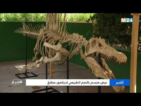 Agadir Showcases Life-Size Dinosaur Model: A Stunning Display