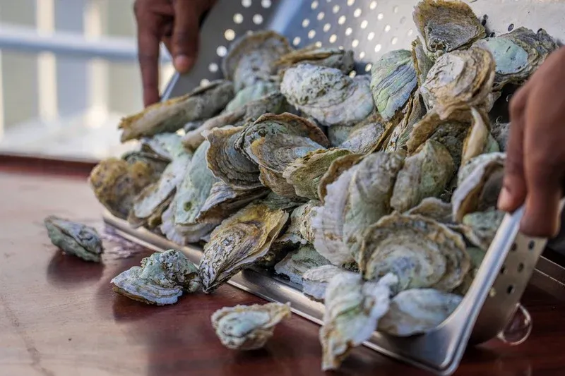 Agar City Enforces Ban on Shellfish Collection and Marketing