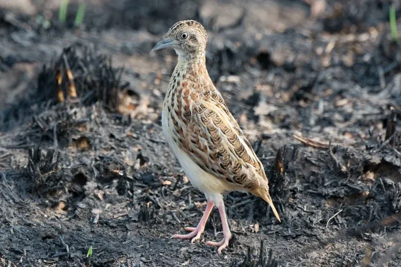 Morocco Takes Action to Save the Endangered 'Zarkil' Bird