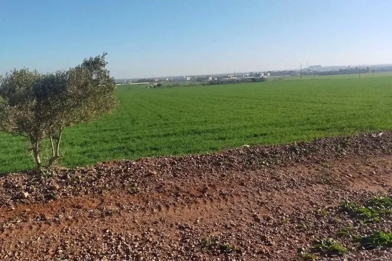 Study Reveals Plastic Pollution Impacting Agricultural Soil in Tamensourt, Marrakech