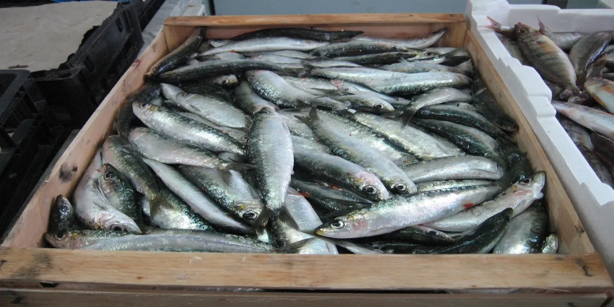Casablanca's Sardine Prices Surge to 20 Dirhams per Kilogram