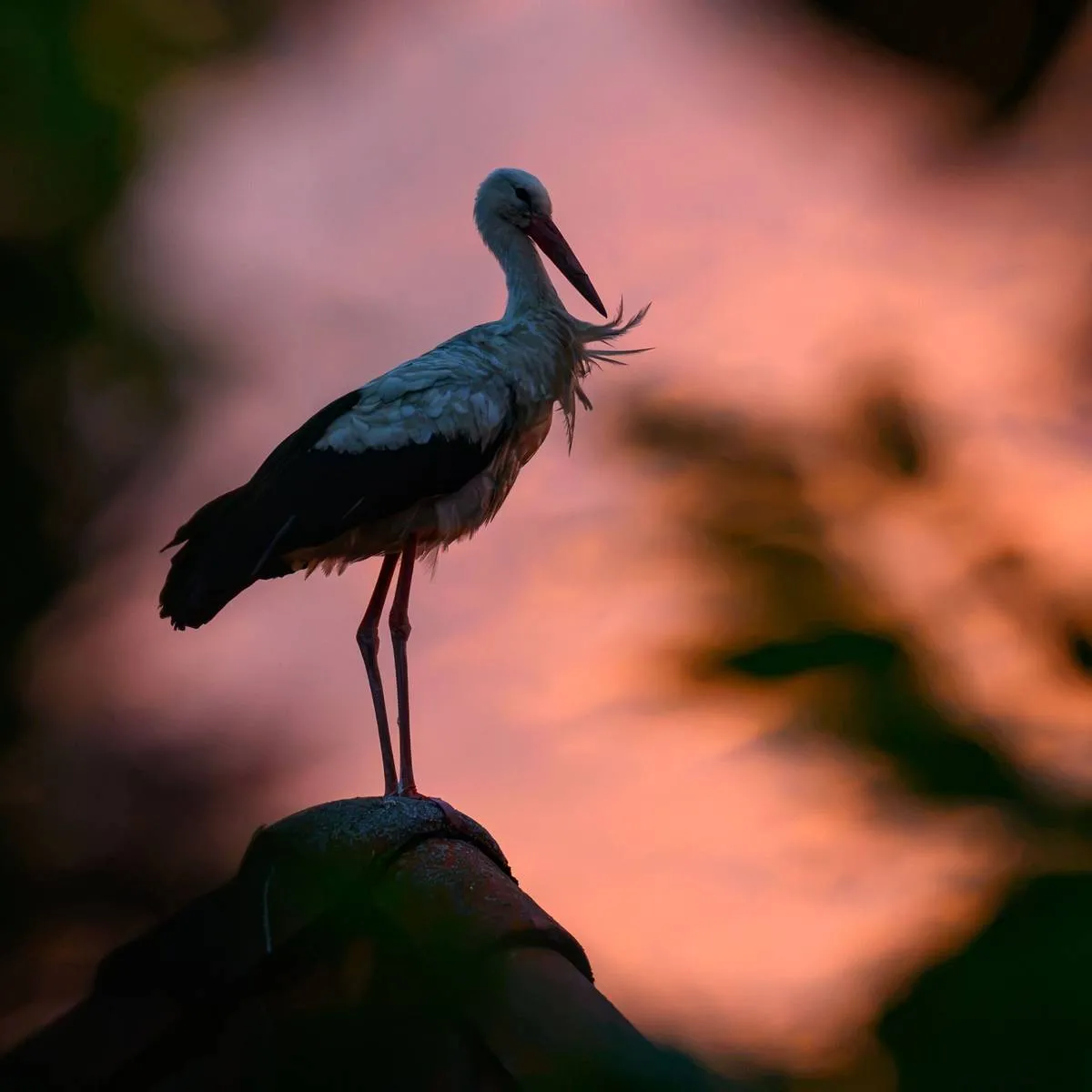 Challenges Faced by Migratory Birds Amid Extreme Weather Conditions