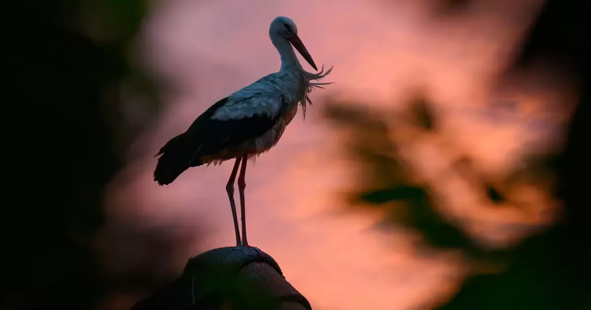 Challenges Faced by Birds in the Wake of an Extreme Summer
