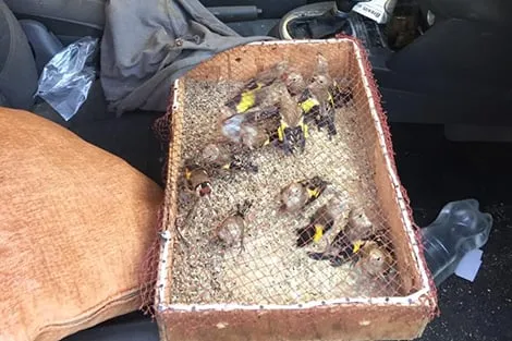 Marrakech Police Seizes Endangered Goldfinches in Major Operation