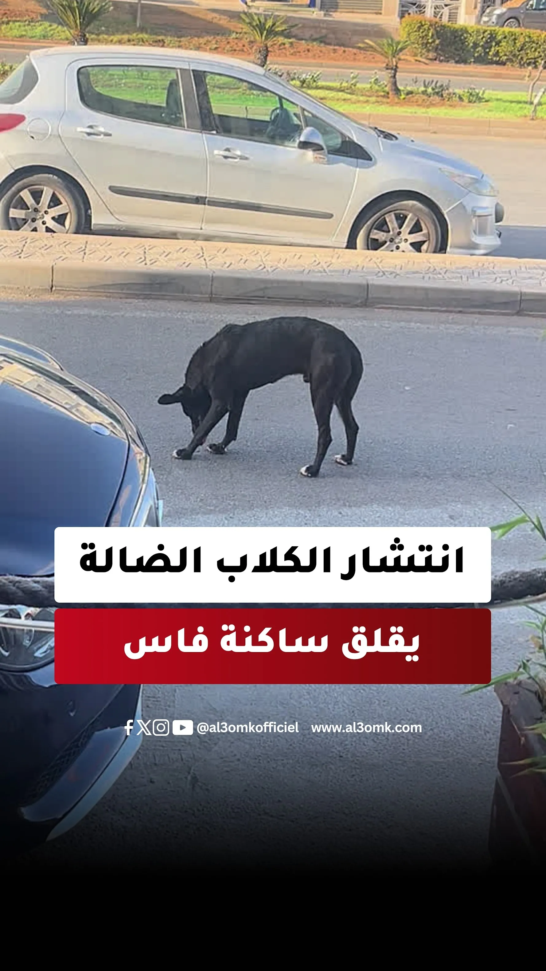 Fears Rise as Stray Dogs Overrun Ain Amira Streets in Fez