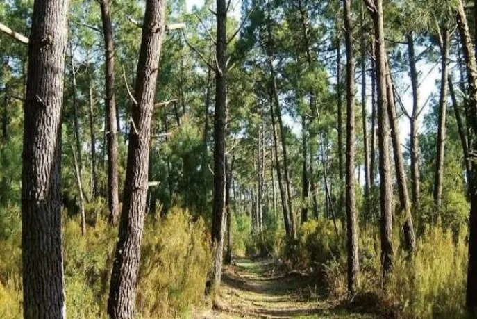 Protecting Morocco's Forests: A National Call for Action