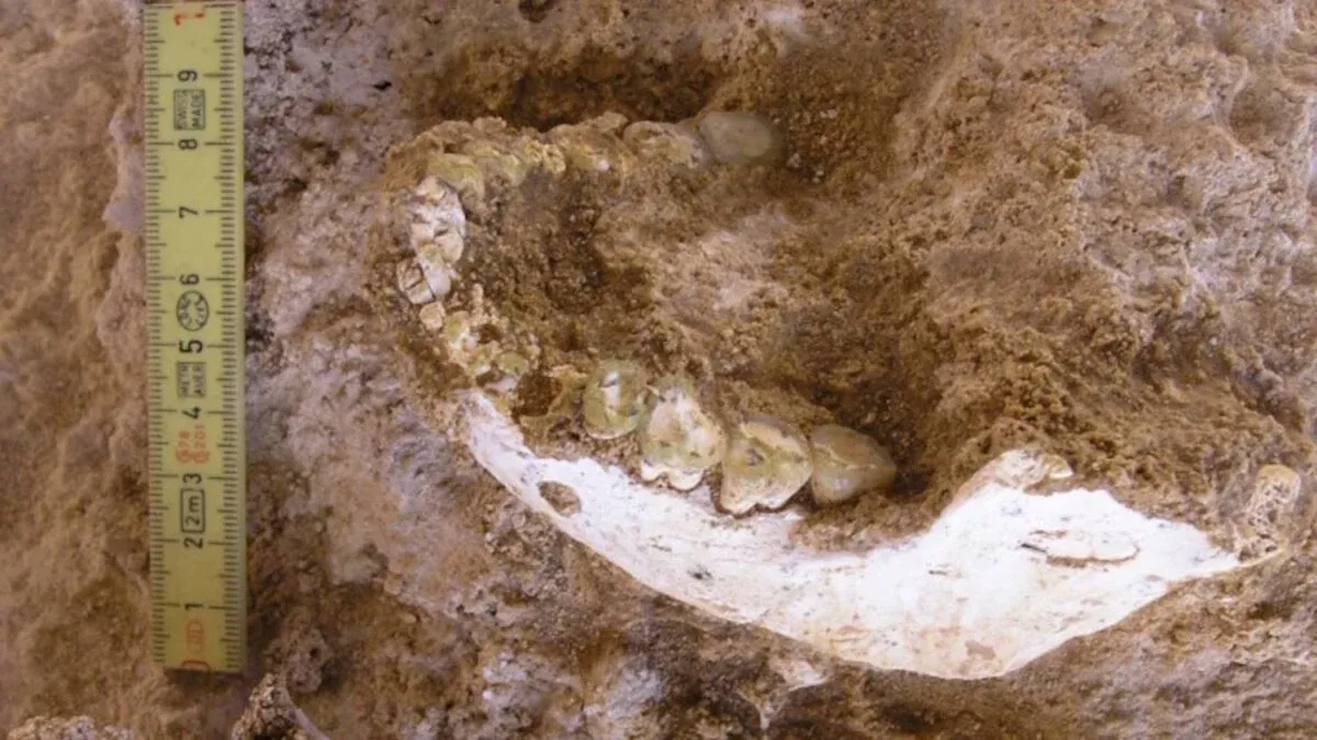 Unearthing Our Origins: The Fascinating Discovery of Ancient Bones in Morocco