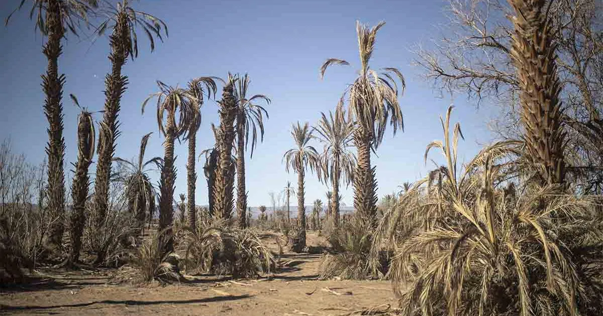 Morocco's Strategic Response to Climate Change: A Model for Africa