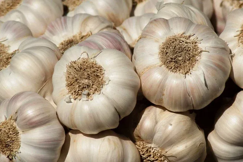 Garlic Dispute Escalates Tensions Between Morocco and Spain