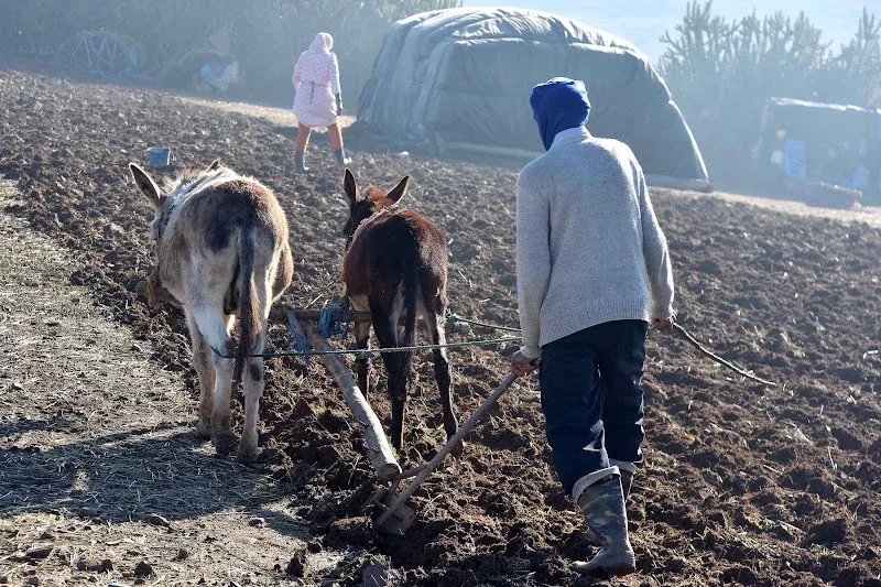 Hope Reigns as Moroccan Farmers Prepare for New Agricultural Season