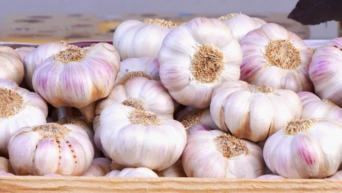 New Trade Dispute Erupts Between Morocco and Spain Over Garlic Imports