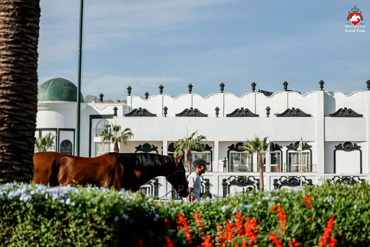 Exciting Equestrian Events Set to Captivate Morocco's Horse Lovers