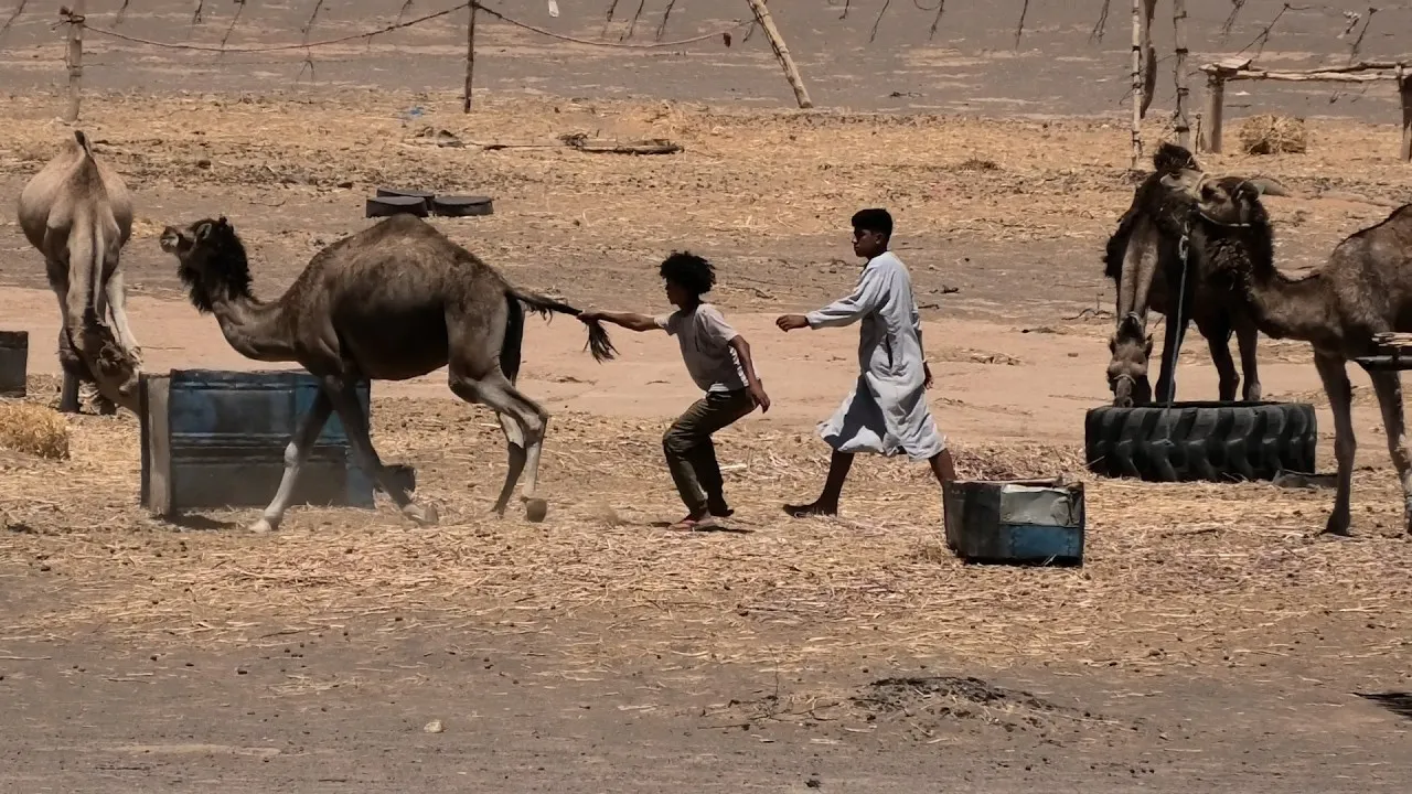 Unveiling the Dark Secrets of Morocco's Camel Ride Industry