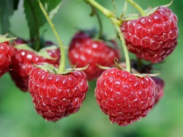 Moroccan Raspberry Exports Begin with Cautious Optimism Amid Climate Challenges