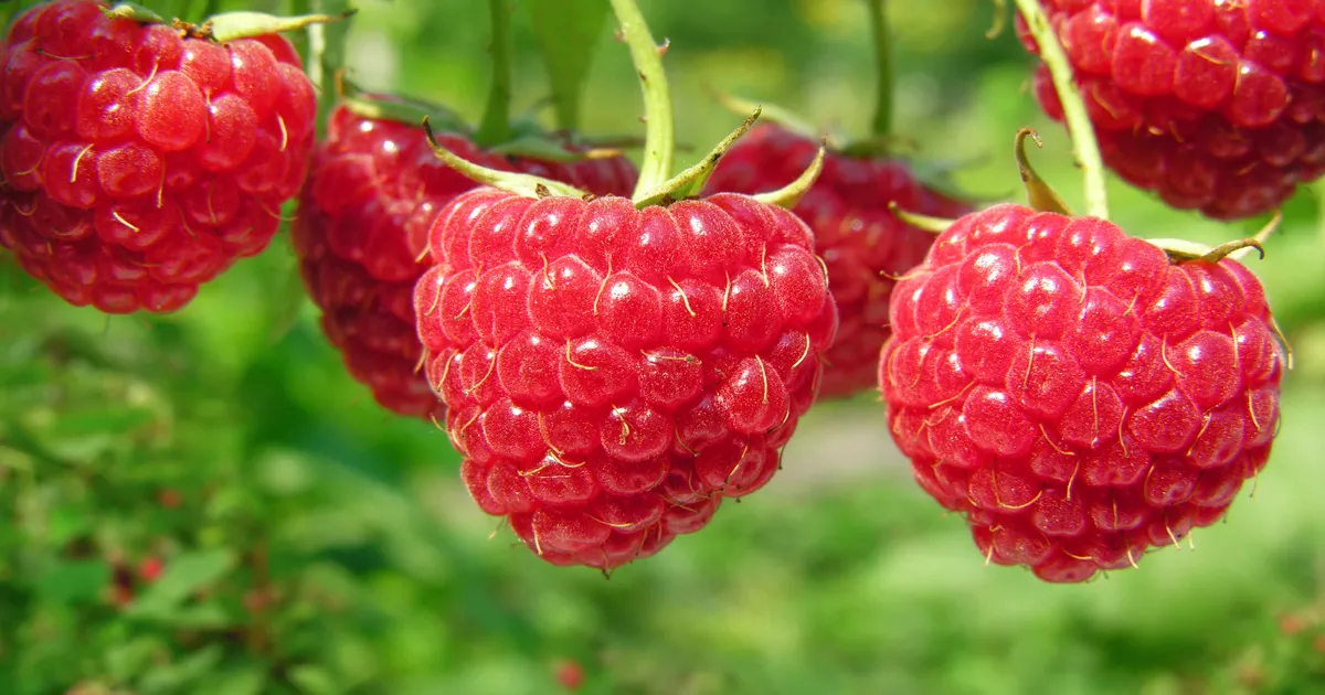 Optimism Surrounds Morocco's Raspberry Export Season Amidst Climate Challenges