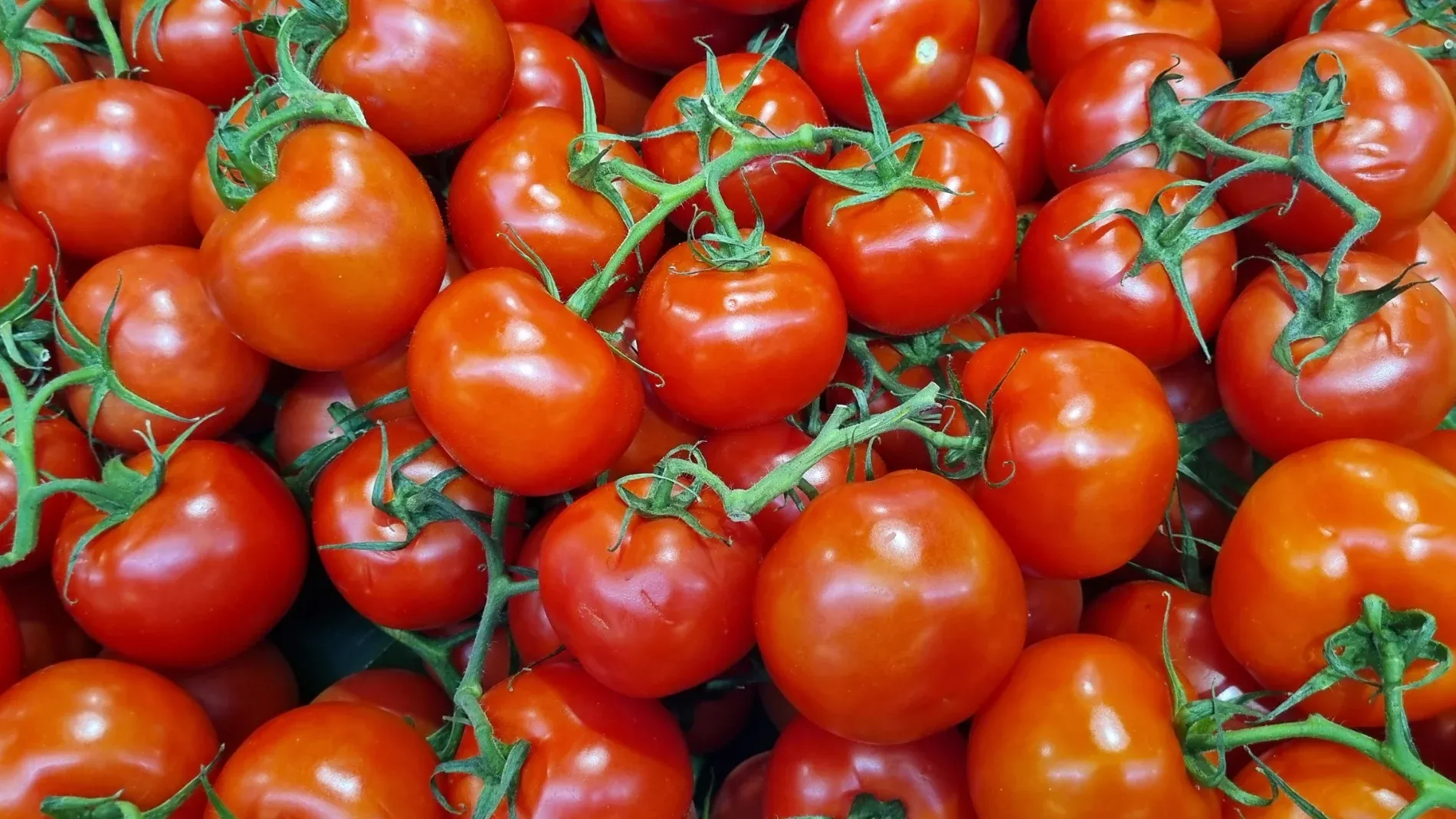 Morocco Surpasses Spain in Tomato Sales to the EU for Second Consecutive Year
