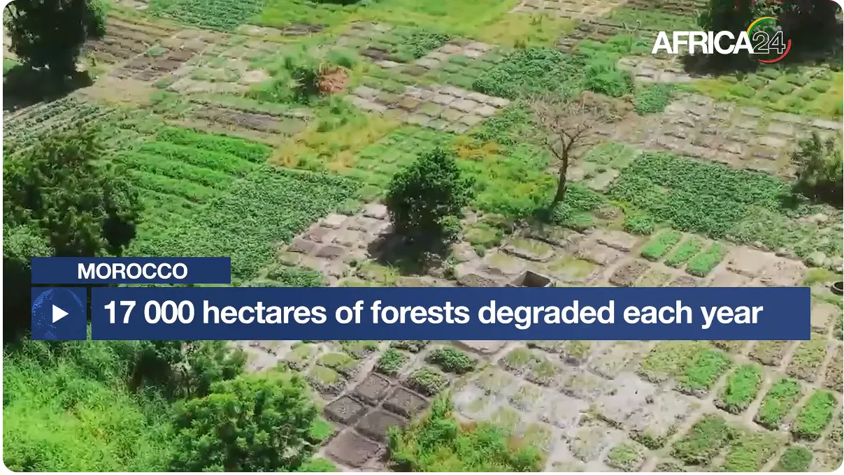 Morocco's Forests Face Urgent Degradation: A Call to Action