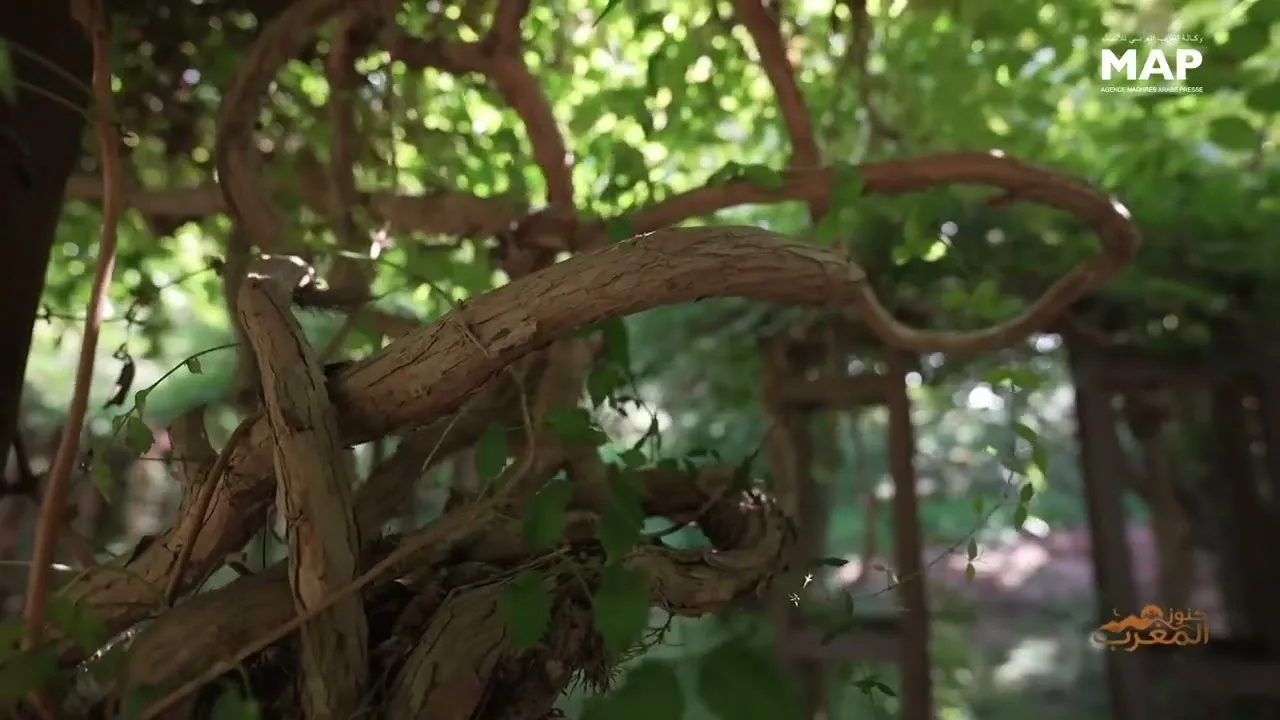 Discovering the Rabat Botanical Garden: A Lush Oasis in Morocco's Capital