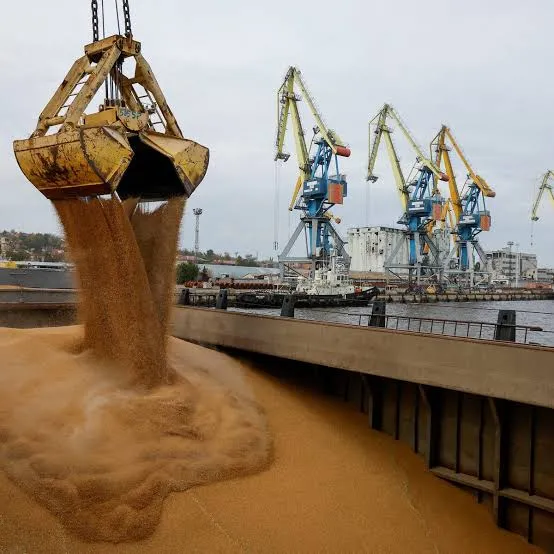 Morocco Increases Russian Wheat Imports by 60% Amid Global Decline