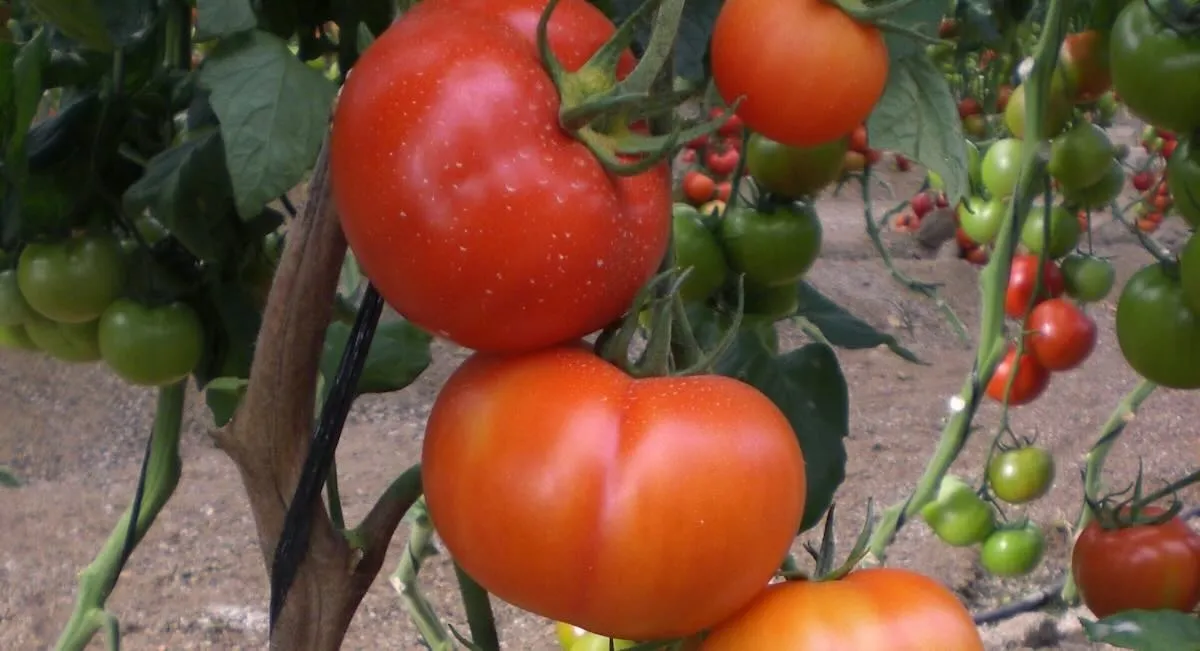Morocco Surpasses Spain in European Tomato Market: A Shifting Landscape
