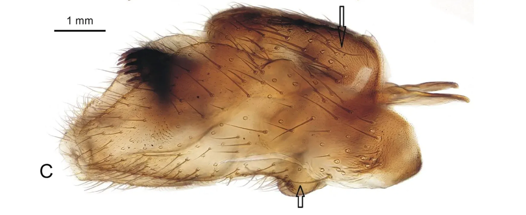 Rare Insect Species Discovered in Morocco: A Significant Find for Biodiversity