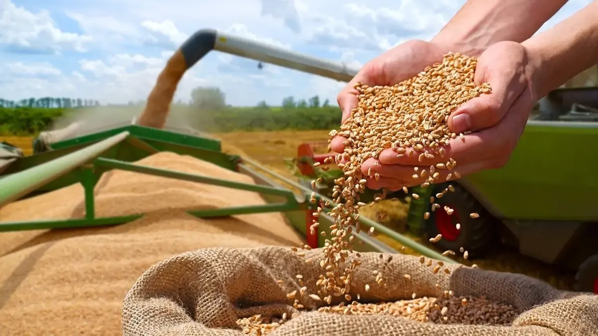Morocco Increases Wheat Import Subsidy Amid Rising Global Prices
