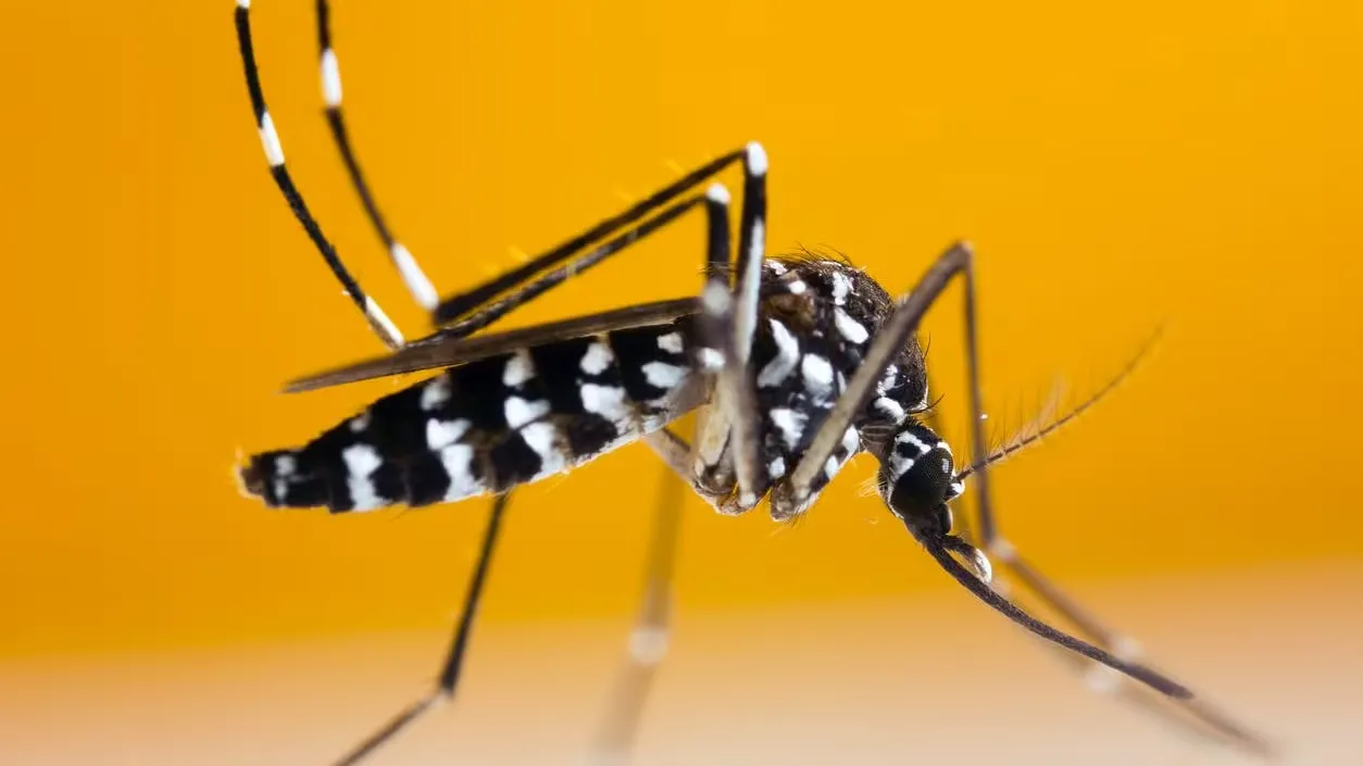 Urban Mosquitoes in Morocco: A Comprehensive Study on Species Mapping and Health Risks