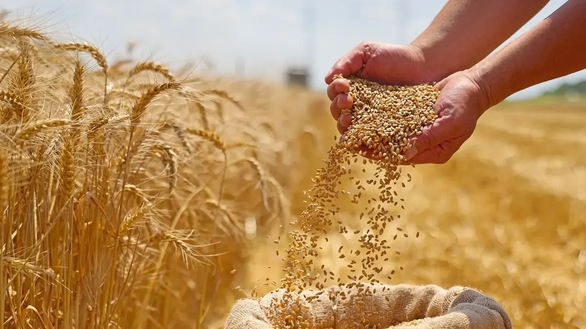 Decline in French Soft Wheat Exports to Morocco Expected Amid Improved Local Harvest