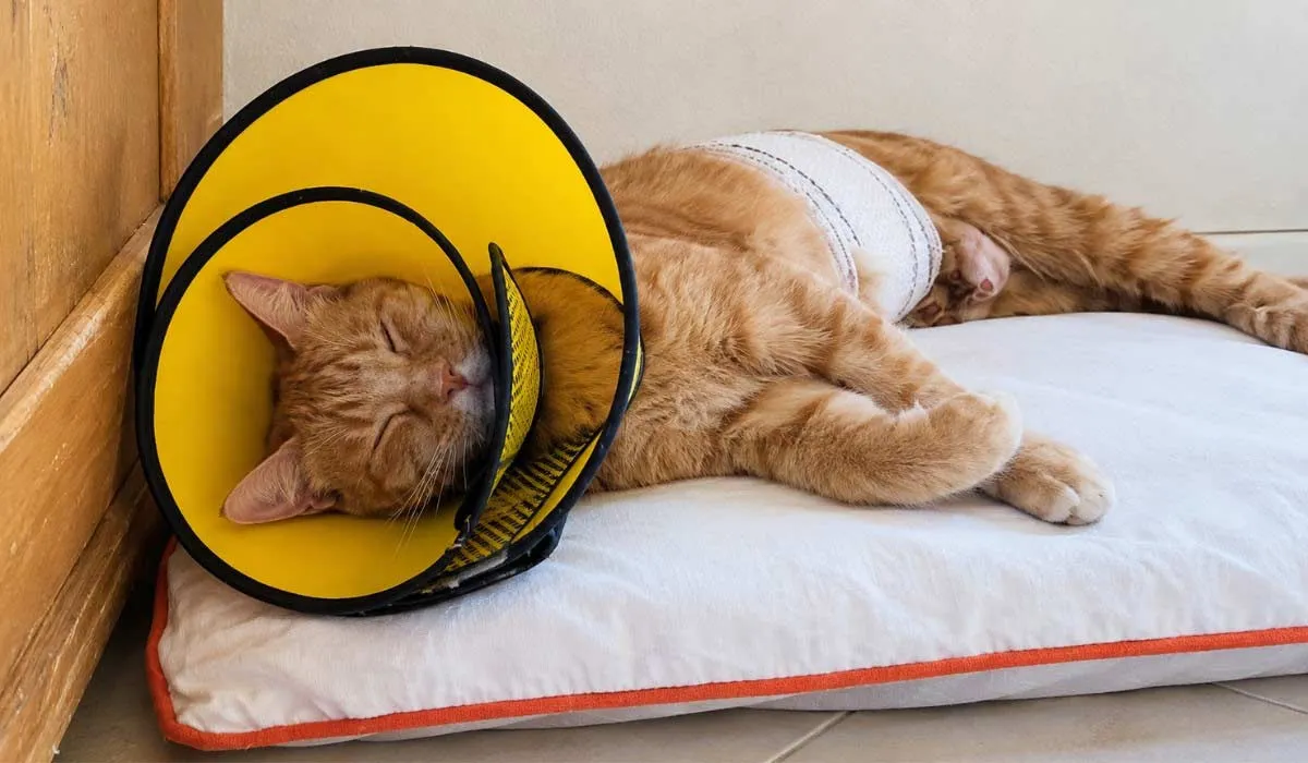 Goldie's Journey: A Rescue Story and the Need for Change in Marrakech