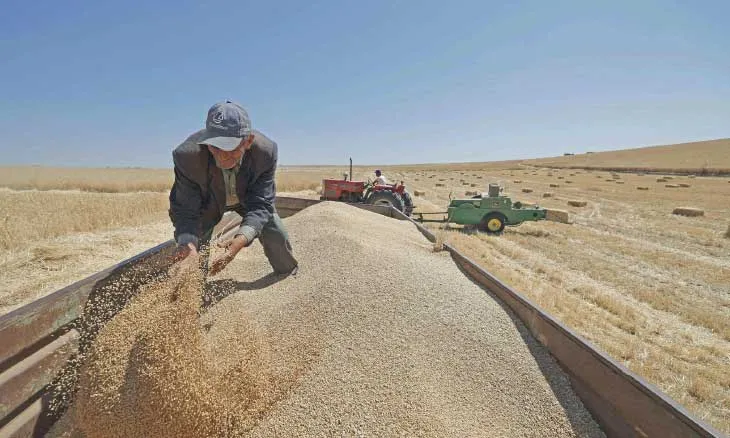 France's Wheat Exports to Morocco Expected to Decline Amid Improved Local Harvests