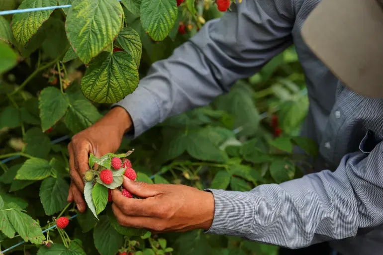 Moroccan Seasonal Workers Seek Justice in French Court Over Alleged Exploitation