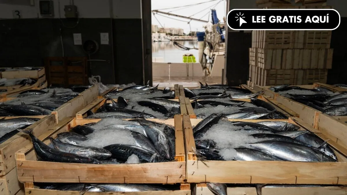 Calls for Stricter Controls Amidst Unfair Competition for Spanish Fishermen