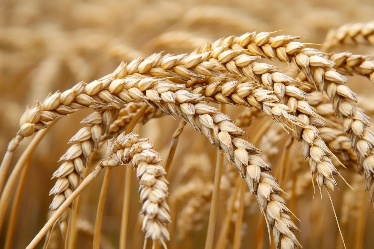 Market Insights: Morocco's Wheat Purchases Decline Amidst Global Trends