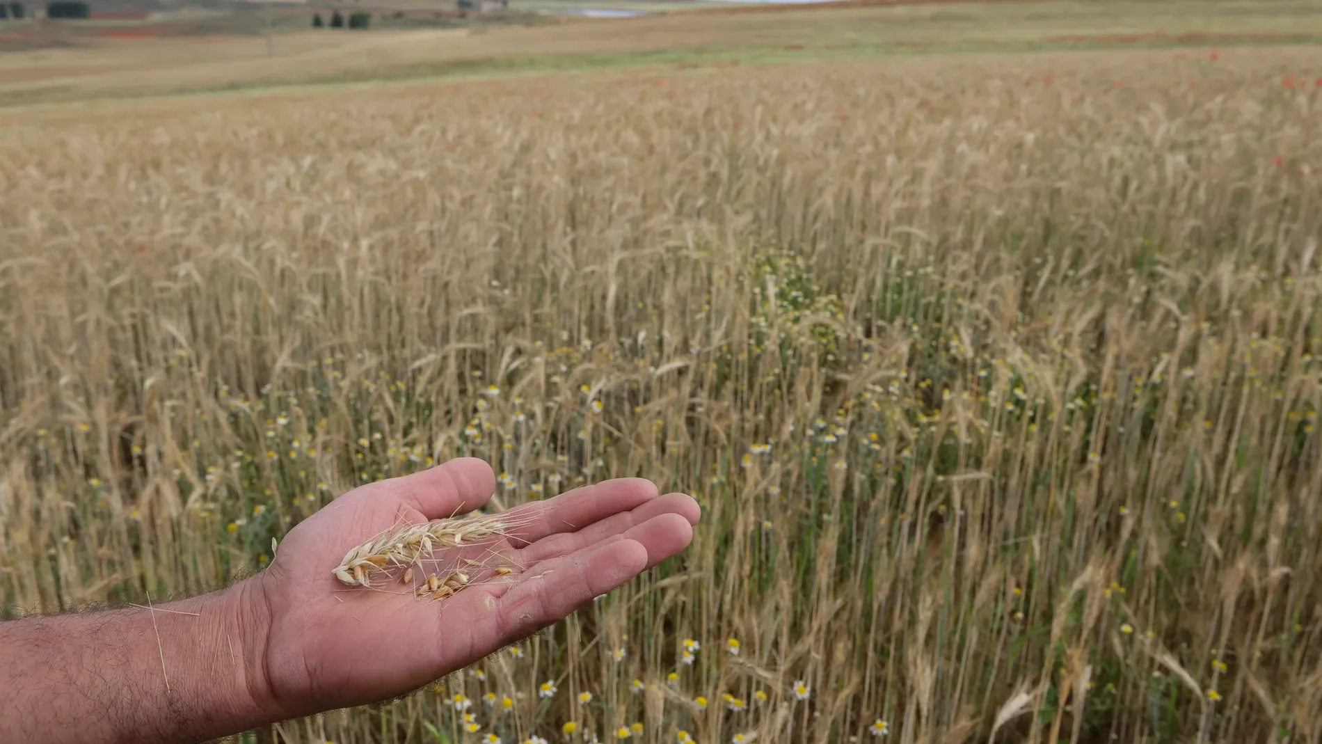 Morocco Faces Wheat Import Crisis Due to National Harvest Failure