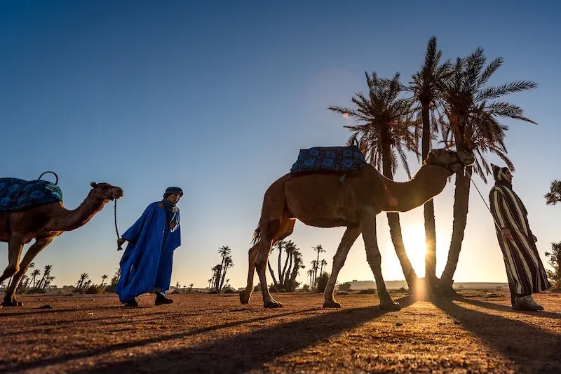 Criminal Network Uncovered: Fraud Targeting Livestock Traders in Morocco