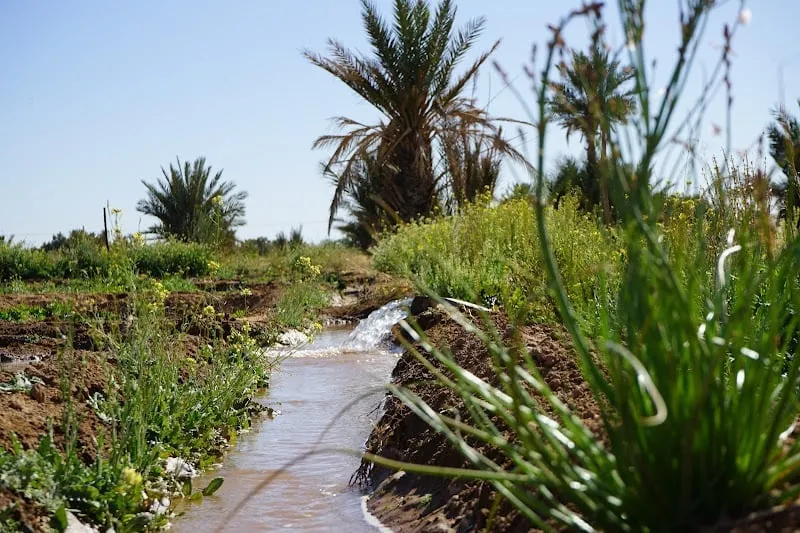 Strengthening Agricultural Ties: Morocco and the U.S. Collaborate on Research and Innovation