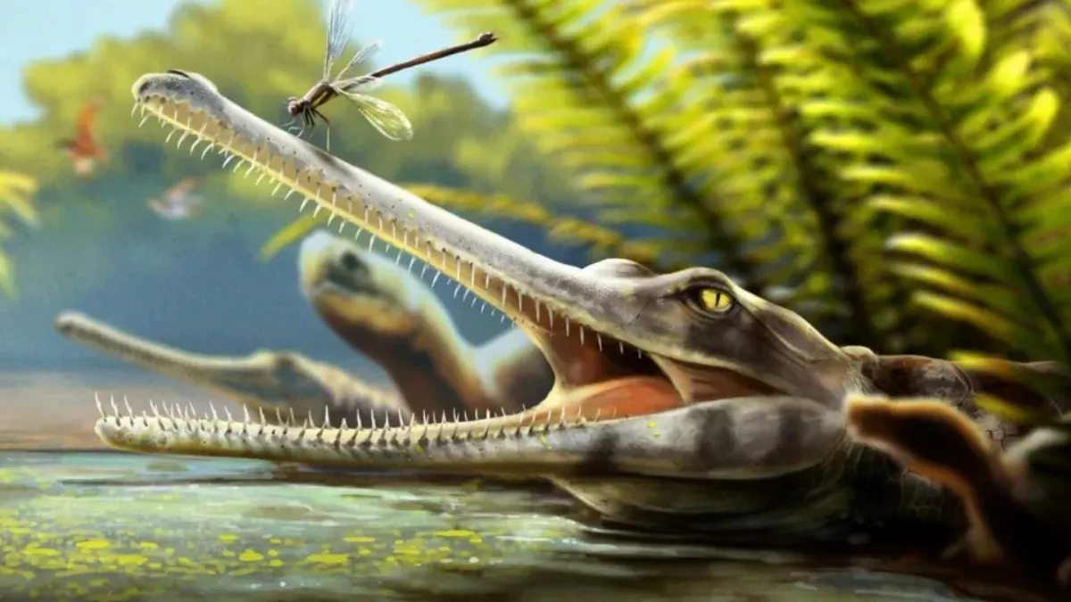 Discovery of a Unique Crocodilian Relative in Morocco: Ctenosuchus tenuidens