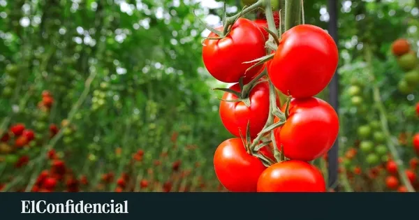 Morocco Surpasses Spain in Tomato Exports to the EU for Second Consecutive Year