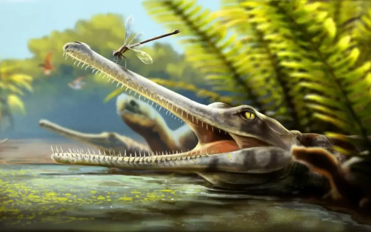 New Species of Prehistoric Crocodile Discovered in Morocco