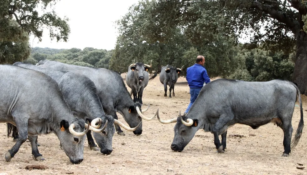 UPA Urges Spanish Government to Revive Live Cattle Exports to Morocco