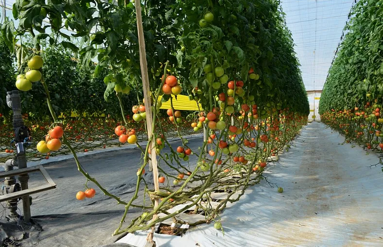 Producers and Exporters of Fruits and Vegetables in Morocco: Who Grows What and Where?