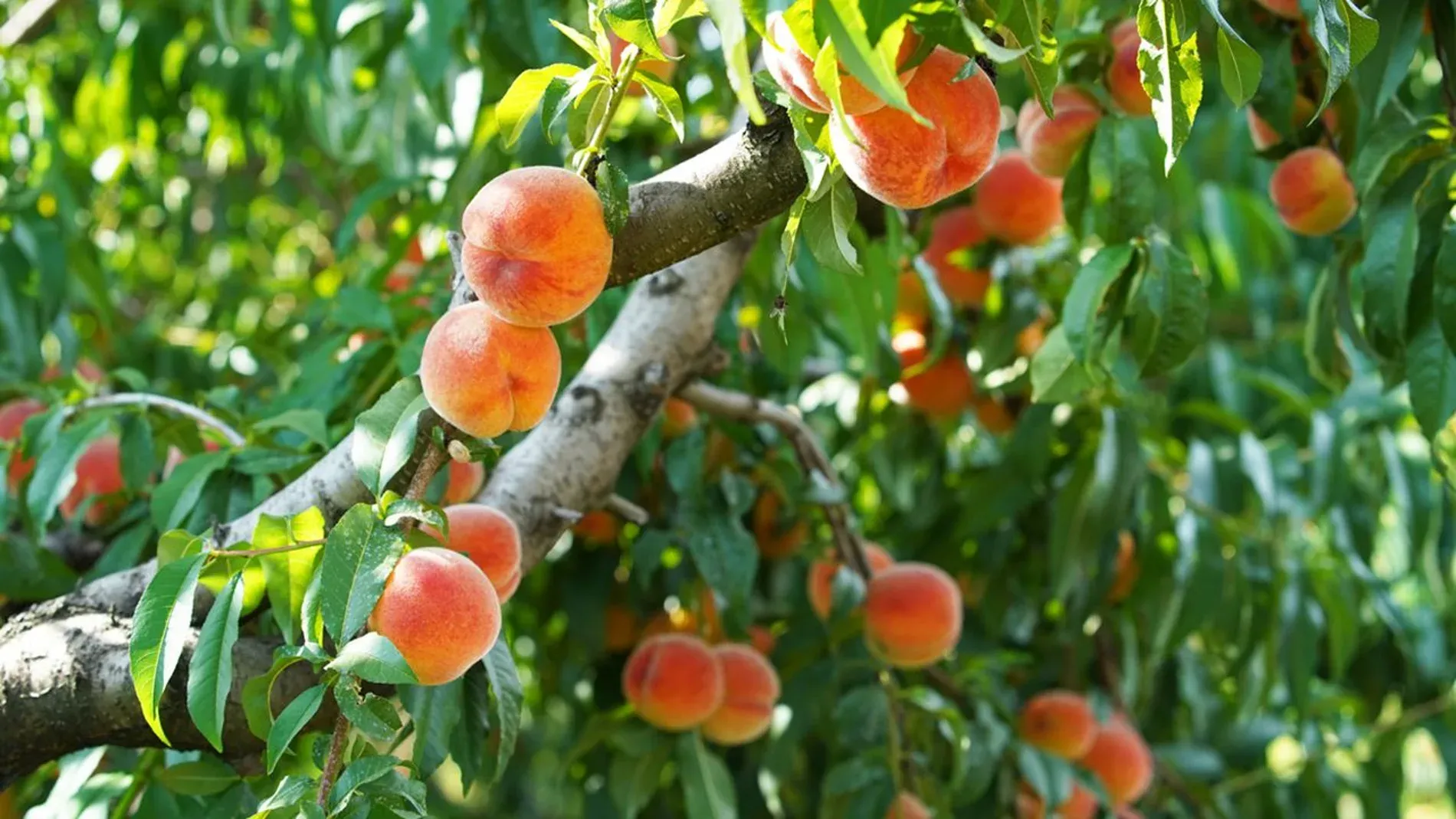 Morocco's Peach Pricing: A Closer Look at Export Costs