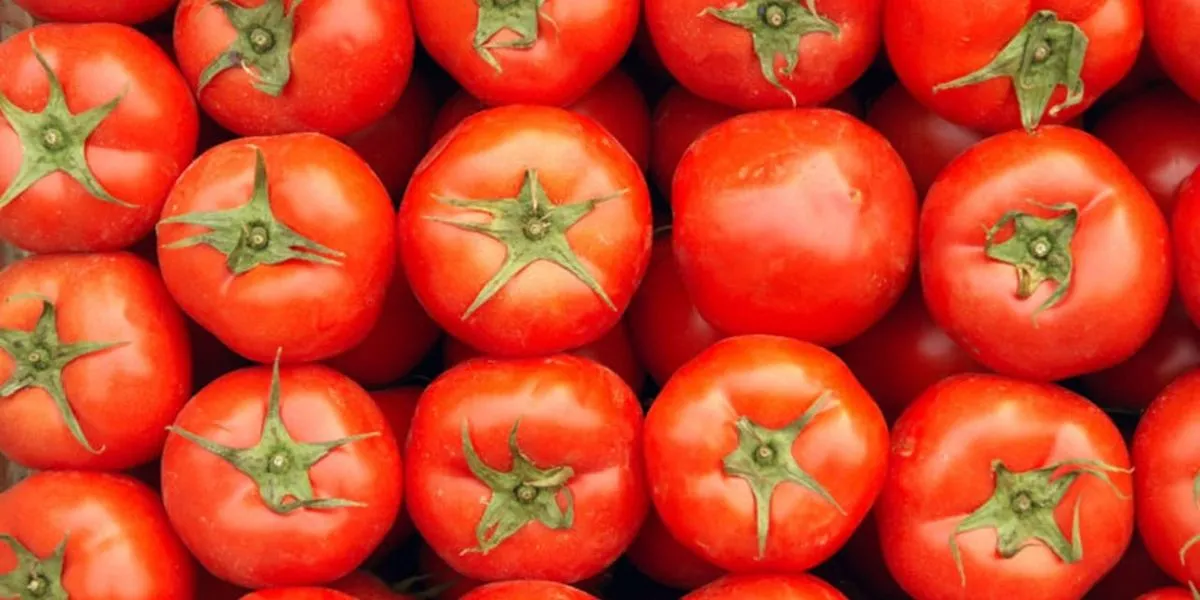 Salmonella Outbreak Linked to Moroccan Tomatoes Affects Over 200 Individuals Across Europe